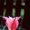 Tulipa 'Mariette', habit