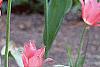 Tulipa 'Mariette', habit