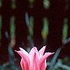Tulipa 'Mariette', habit
