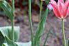 Tulipa 'Mariette', habit