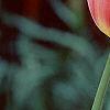 Tulipa 'Mariette', flowers