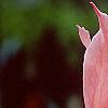 Tulipa 'Mariette', flowers