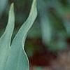 Tulipa 'Mariette', flowers