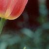 Tulipa 'Mariette', flowers