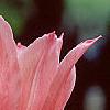 Tulipa 'Mariette', flowers