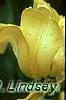 Tulipa 'Monte Carlo', flowers