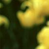 Tulipa 'Monte Carlo', flowers