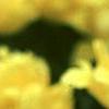 Tulipa 'Monte Carlo', flowers