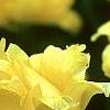 Tulipa 'Monte Carlo', flowers