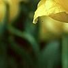 Tulipa 'Monte Carlo', flowers