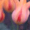 Tulipa 'Mona Lisa', flowers