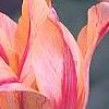 Tulipa 'Mona Lisa', flowers