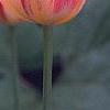 Tulipa 'Mona Lisa', flowers