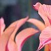 Tulipa 'Mona Lisa', flowers