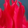 Tulipa 'Pimpernel', flowers