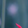 Tulipa 'Pimpernel', flowers