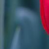 Tulipa 'Pimpernel', flowers