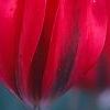 Tulipa 'Pimpernel', flowers