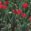 Tulipa 'Paul Richter', habit