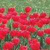 Tulipa 'Paul Richter', habit