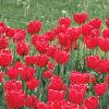 Tulipa 'Paul Richter', habit