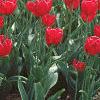 Tulipa 'Paul Richter', habit