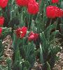 Tulipa 'Paul Richter', habit