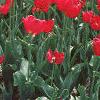 Tulipa 'Paul Richter', habit