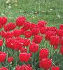 Tulipa 'Paul Richter', habit