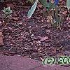 Tulipa 'Sweety', habit