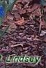 Tulipa 'Sweety', habit