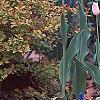 Tulipa 'Sweety', habit