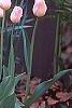 Tulipa 'Sweety', habit
