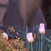 Tulipa 'Sweety', habit