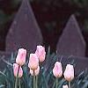 Tulipa 'Sweety', habit