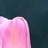 Tulipa 'Sweety', flowers