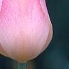 Tulipa 'Sweety', flowers