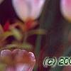 Tulipa 'Sweety', flowers