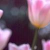 Tulipa 'Sweety', flowers