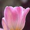 Tulipa 'Sweety', flowers