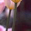 Tulipa 'Sweety', flowers