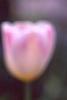 Tulipa 'Sweety', flowers