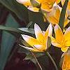 Tulipa tarda, habit