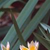 Tulipa tarda, habit
