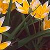 Tulipa tarda, habit