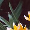 Tulipa tarda, habit