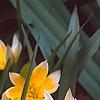 Tulipa tarda, habit