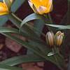 Tulipa tarda, habit