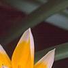 Tulipa tarda, flowers