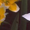 Tulipa tarda, flowers